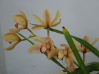 Orchidea Orchidea