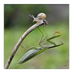 Scappa che ti prendo.. Scappa che ti prendo..