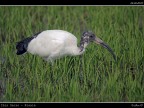 Ibis Sacro # 3 Ibis Sacro # 3