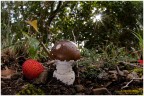 Amanita pantherina Amanita pantherina