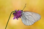Aporia Aporia