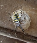 Scovato da mio fratello per caso, questo argiope ha preso casa a 10 cm dal mio cancello, e a 10 cm da terra :(
Non mi dite che potevo sfocare lo sfondo... :lol:

f/13, 1/3s, ISO 100, Exp Comp -0.3eV, Cavalletto, LV, Autoscatto (scatto remoto in arrivo, il mio  morto!)

Versione HR: [url]http://img140.imageshack.us/img140/9054/img3128v.jpg[/url]