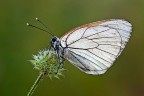 Pieride del biancospino Pieride del biancospino