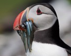 Il Pescatore Il Pescatore