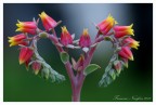 Il cuore Il cuore