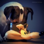 Dannato Coyote dove hai nascosto Beep-Beep ?? Dannato Coyote dove hai nascosto Beep-Beep ??