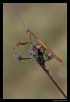 F16
1/320
ISO800
Particolare questa mantide dalle lunghe antenne, ho voluto provare a metterle a fuoco ma per un pelino non ci sono riuscito, impossibile.Lo scatto e' di domenica scorsa, parecchio vento cosi ho impostato ISO800 per avere tempi veloci di scatto.Spero che vi piaccia.
HIGH RES 2200:
http://img2.imageshack.us/img2/9988/1287509894mg55562200hdm.jpg