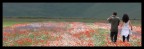 Fioriture Fioriture