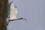 Ibis sacro (Threskiornis aethiopicus) Ibis sacro (Threskiornis aethiopicus)