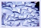 armillaria mellea