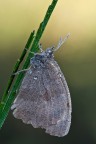 Maniola jurtina