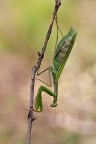 Mantide religiosa Mantide religiosa