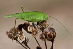 Phaneroptera nana