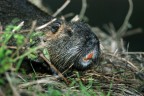 Nutria