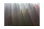 nel bosco nel bosco