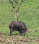 Cinghiale intento a "rugare".