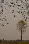 Solitario Solitario
