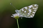 Pontia edusa Pontia edusa