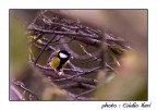 Cinciallegra (Parus major) Cinciallegra (Parus major)