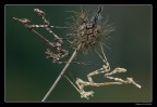 F22
1/13
ISO 100
360mm
Sabato mattina, sono ancora emozionato per aver trovato queste due empusa di colore diverso, e di essere riuscito a ritrarle in maniera decente nonostante il cuore mi battesse all'impazzata.
Spero che sia di vostro gradimento

HIGH RES 
http://img530.imageshack.us/img530/2781/mg57122000hd.jpg