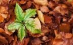 autunno autunno