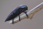 Capnodis tenebrionis Capnodis tenebrionis