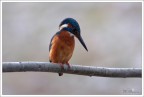 Martin pescatore-maschio Martin pescatore-maschio