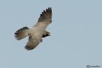 Falco unicolore