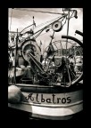 Albatros Albatros