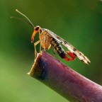 Mosca scorpione Mosca scorpione