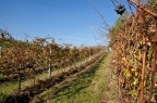La vendemmia e' finita . La vendemmia e' finita .