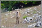 Bramito Bramito