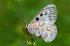 Parnassius apollo Parnassius apollo