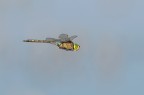 Libellula in volo Libellula in volo