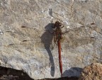 Sympetrum Striolatum on the rocks Sympetrum Striolatum on the rocks