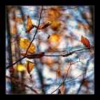 Si sta come, d'autunno, sugli alberi, le foglie. Si sta come, d'autunno, sugli alberi, le foglie.