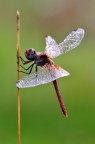 SYMPETRUM FONSCOLUMBII. SYMPETRUM FONSCOLUMBII.