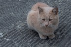 micio micio