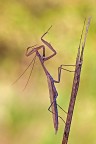 Mantide religiosa Mantide religiosa