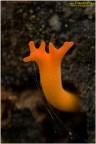 Calocera viscosa Calocera viscosa