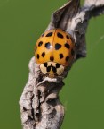 coccinella coccinella