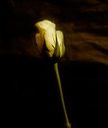 Rosa Rosa