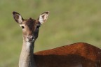  la prima volta che mi trovo un daino cosi vicino (vicina), bellissimi animali, molto variabili come confidenza.