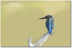 Martin pescatore (Alcedo atthis) Martin pescatore (Alcedo atthis)