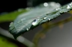 Gocce 03 Gocce 03