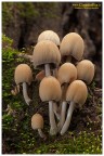 Coprinus Coprinus