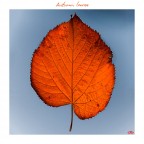 Autumn leaves Autumn leaves