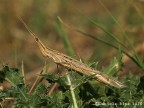Atractomorpha Lata Atractomorpha Lata