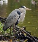 Animali ad Amsterdam #2: Cenerino