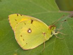 colias colias